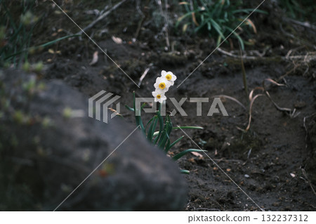 水仙花捉迷藏 水仙花捉迷藏 132237312