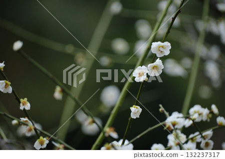 Cute green calyx plum blossoms Cute green calyx plum blossoms 132237317