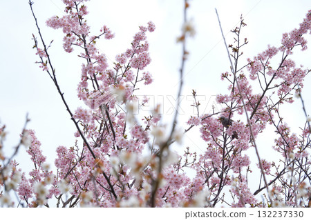Brown-eared bulbuls and cherry blossoms in full bloom 132237330