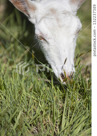 山羊吃草 132237389
