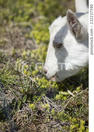 山羊吃草 山羊吃草 132237390
