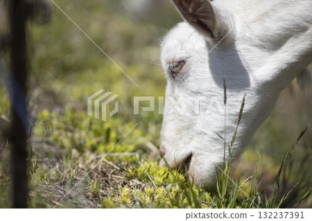 Goat eating grass 132237391