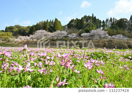 春天，田野裡盛開的蓮花 132237428