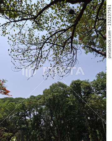 Looking up through lush green forest canopy towards a cloudy sky 132237561