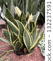 Vibrant Sansevieria houseplant with striking green and yellow foliage, photographed indoors in natural light. 132237591