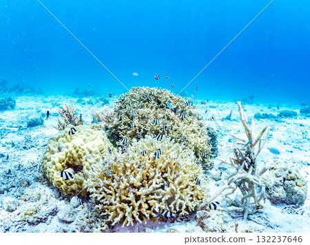 Schools of blue-striped damselfish, blue-striped damselfish, and other fish. Beautiful coral reefs and schools of tropical fish. Zamami Island and Amuro Island 132237646