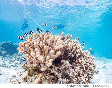 Schools of blue-striped damselfish, blue-striped damselfish, and other fish. Beautiful coral reefs and schools of tropical fish. Zamami Island and Amuro Island 132237647