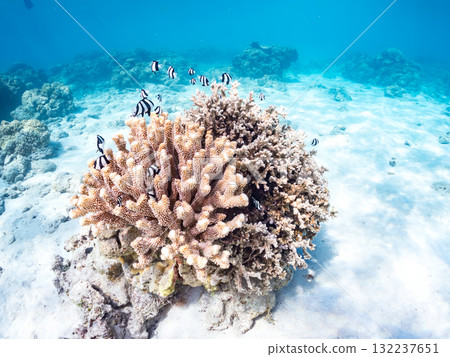 成群的藍紋雀鯛、藍紋雀鯛和其他魚類。美麗的珊瑚礁和成群的熱帶魚。座間味島和阿室島 132237651