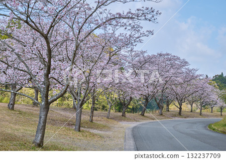 櫻花盛開的道路 132237709
