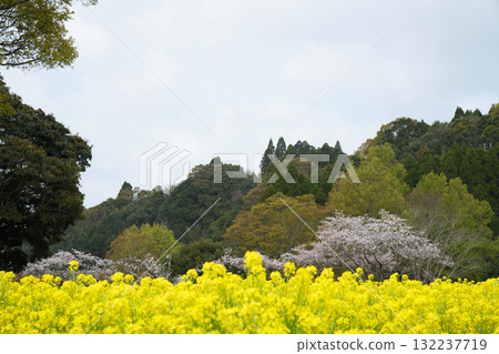 Cherry blossoms blooming behind a carpet of rape blossoms 132237719