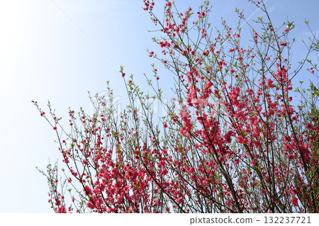 Peach blossoms in full bloom Peach blossoms in full bloom 132237721