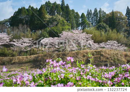 Lotus and cherry blossoms 132237724