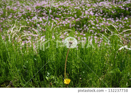 腳邊有可愛的絨毛 132237738