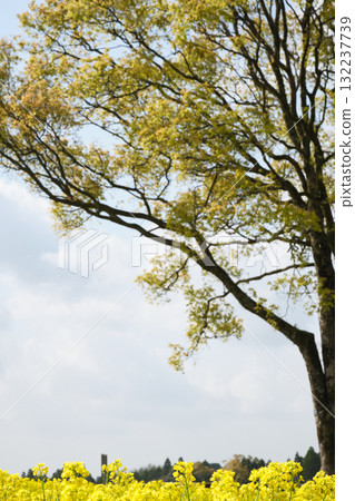 big tree and rape blossoms big tree and rape blossoms 132237739
