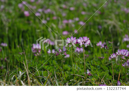 Cute lotus flower 132237744