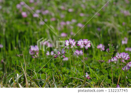 Lotus flowers blooming in the field Lotus flowers blooming in the field 132237745