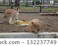 Capybaras and kangaroos begging for food 132237749