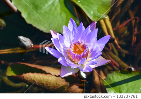 Tropical water lily Tropical water lily 132237761