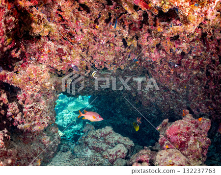 A school of southern banded lancefish, long-toed finfish, and other fish. Beautiful coral reefs and schools of tropical fish. Zamami Island and Amuro Island, Kerama Islands, Shimajiri District 132237763