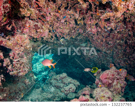 一群群的南帶槍魚、長趾鰭魚和其他魚類。美麗的珊瑚礁和熱帶魚群。島尻郡慶良間諸島座間味島和阿室島 132237765