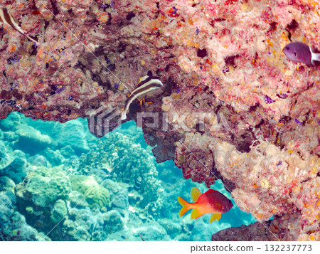 A school of southern banded lancefish, long-toed finfish, and other fish. Beautiful coral reefs and schools of tropical fish. Zamami Island and Amuro Island, Kerama Islands, Shimajiri District A school of southern banded lancefish, long-toed finfish, and other fish. Beautiful coral reefs and schools of tropical fish. Zamami Island and Amuro Island, Kerama Islands, Shimajiri District 132237773