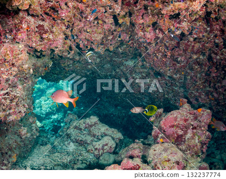 A school of southern banded lancefish, long-toed finfish, and other fish. Beautiful coral reefs and schools of tropical fish. Zamami Island and Amuro Island, Kerama Islands, Shimajiri District A school of southern banded lancefish, long-toed finfish, and other fish. Beautiful coral reefs and schools of tropical fish. Zamami Island and Amuro Island, Kerama Islands, Shimajiri District 132237774