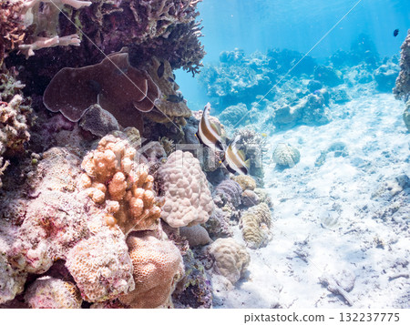 A school of southern banded lancefish, long-toed finfish, and other fish. Beautiful coral reefs and schools of tropical fish. Zamami Island and Amuro Island, Kerama Islands, Shimajiri District 132237775