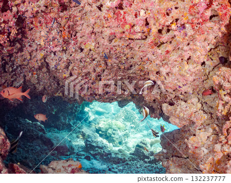 一群群的南帶槍魚、長趾鰭魚和其他魚類。美麗的珊瑚礁和熱帶魚群。島尻郡慶良間諸島座間味島和阿室島 132237777