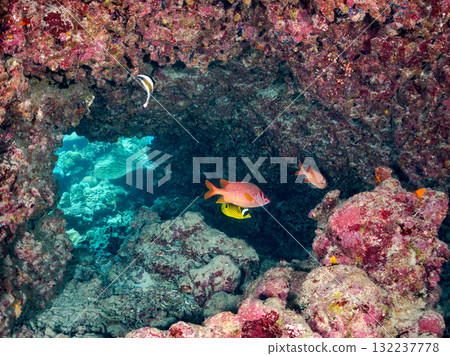 一群群的南帶槍魚、長趾鰭魚和其他魚類。美麗的珊瑚礁和熱帶魚群。島尻郡慶良間諸島座間味島和阿室島 132237778