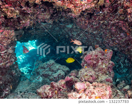 A school of southern banded lancefish, long-toed finfish, and other fish. Beautiful coral reefs and schools of tropical fish. Zamami Island and Amuro Island, Kerama Islands, Shimajiri District A school of southern banded lancefish, long-toed finfish, and other fish. Beautiful coral reefs and schools of tropical fish. Zamami Island and Amuro Island, Kerama Islands, Shimajiri District 132237783