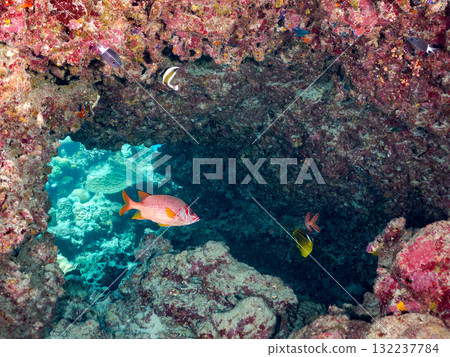 A school of southern banded lancefish, long-toed finfish, and other fish. Beautiful coral reefs and schools of tropical fish. Zamami Island and Amuro Island, Kerama Islands, Shimajiri District 132237784