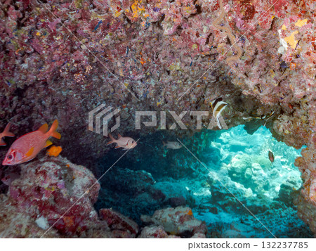 A school of southern banded lancefish, long-toed finfish, and other fish. Beautiful coral reefs and schools of tropical fish. Zamami Island and Amuro Island, Kerama Islands, Shimajiri District A school of southern banded lancefish, long-toed finfish, and other fish. Beautiful coral reefs and schools of tropical fish. Zamami Island and Amuro Island, Kerama Islands, Shimajiri District 132237785