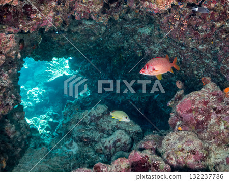 A school of southern banded lancefish, long-toed finfish, and other fish. Beautiful coral reefs and schools of tropical fish. Zamami Island and Amuro Island, Kerama Islands, Shimajiri District A school of southern banded lancefish, long-toed finfish, and other fish. Beautiful coral reefs and schools of tropical fish. Zamami Island and Amuro Island, Kerama Islands, Shimajiri District 132237786