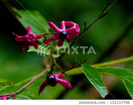 Red calyx and blue berries of Lamiaceae Red calyx and blue berries of Lamiaceae 132237796