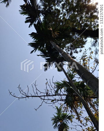 Tall palm trees reaching towards a clear blue sky Tall palm trees reaching towards a clear blue sky 132237801