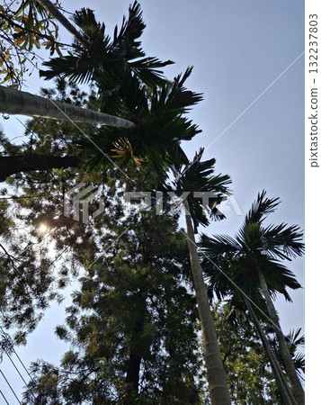 Tall palm trees reaching towards a clear blue sky Tall palm trees reaching towards a clear blue sky 132237803