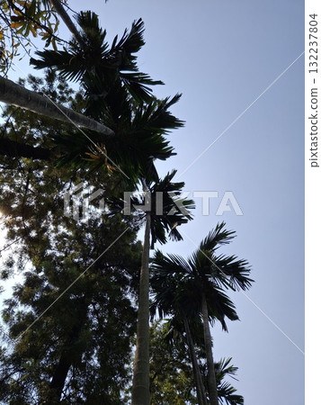 Tall palm trees reaching towards a clear blue sky 132237804
