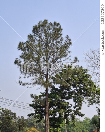 Tall evergreen tree reaching towards a clear blue sky 132237809