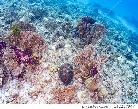 綠海龜等生物在珊瑚礁上悠閒地巡弋。美麗的珊瑚礁和成群的熱帶魚。島尻郡慶良間諸島的座間味島和阿室島 132237947