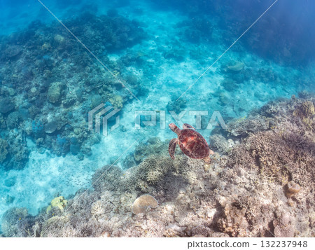 綠海龜等生物在珊瑚礁上悠閒地巡弋。美麗的珊瑚礁和成群的熱帶魚。島尻郡慶良間諸島的座間味島和阿室島 132237948