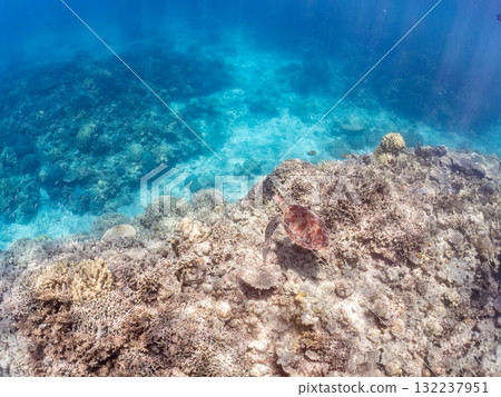 綠海龜等生物在珊瑚礁上悠閒地巡弋。美麗的珊瑚礁和成群的熱帶魚。島尻郡慶良間諸島的座間味島和阿室島 132237951