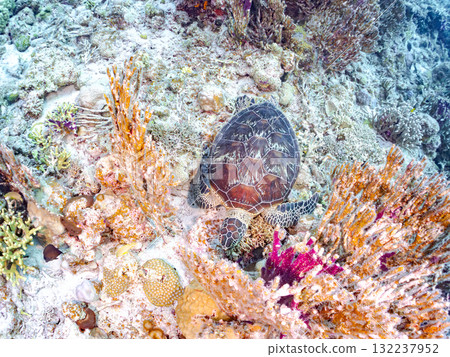 綠海龜等生物在珊瑚礁上悠閒地巡弋。美麗的珊瑚礁和成群的熱帶魚。島尻郡慶良間諸島的座間味島和阿室島 132237952