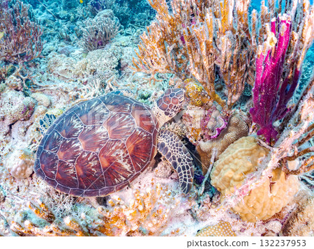 綠海龜等生物在珊瑚礁上悠閒地巡弋。美麗的珊瑚礁和成群的熱帶魚。島尻郡慶良間諸島的座間味島和阿室島 132237953