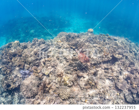 綠海龜等生物在珊瑚礁上悠閒地巡弋。美麗的珊瑚礁和成群的熱帶魚。島尻郡慶良間諸島的座間味島和阿室島 132237955