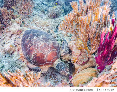 綠海龜等生物在珊瑚礁上悠閒地巡弋。美麗的珊瑚礁和成群的熱帶魚。島尻郡慶良間諸島的座間味島和阿室島 綠海龜等生物在珊瑚礁上悠閒地巡弋。美麗的珊瑚礁和成群的熱帶魚。島尻郡慶良間諸島的座間味島和阿室島 132237956