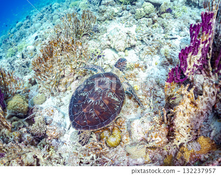 綠海龜等生物在珊瑚礁上悠閒地巡弋。美麗的珊瑚礁和成群的熱帶魚。島尻郡慶良間諸島的座間味島和阿室島 132237957