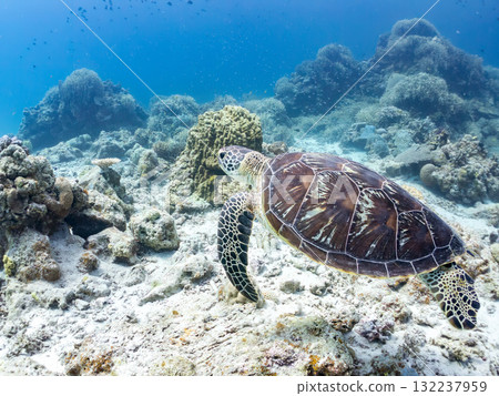 綠海龜等生物在珊瑚礁上悠閒地巡弋。美麗的珊瑚礁和成群的熱帶魚。島尻郡慶良間諸島的座間味島和阿室島 132237959