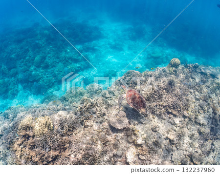 綠海龜等生物在珊瑚礁上悠閒地巡弋。美麗的珊瑚礁和成群的熱帶魚。島尻郡慶良間諸島的座間味島和阿室島 132237960