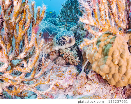 綠海龜等生物在珊瑚礁上悠閒地巡弋。美麗的珊瑚礁和成群的熱帶魚。島尻郡慶良間諸島的座間味島和阿室島 132237961