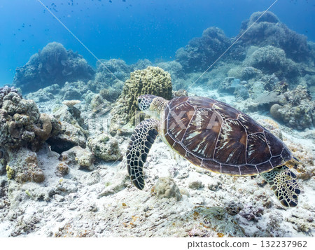 綠海龜等生物在珊瑚礁上悠閒地巡弋。美麗的珊瑚礁和成群的熱帶魚。島尻郡慶良間諸島的座間味島和阿室島 132237962